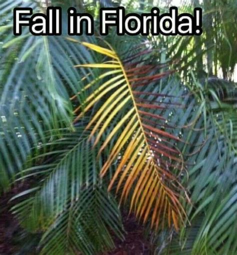 "Fall In Florida!" | Florida funny, Funny weather, Fall humor