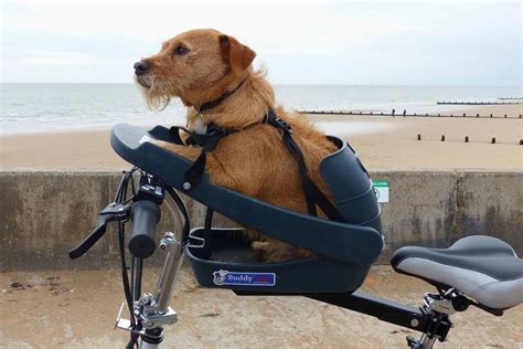 Pin by Julie Laughlin on dog ideas in 2021 | Biking with dog, Dog bike basket, Dog bike carrier