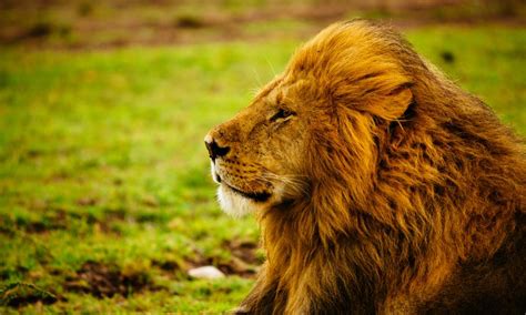 The magnificent lion: the symbol of Africa | WWF