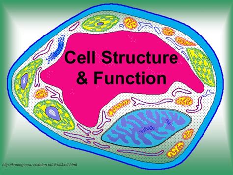 Cell Structure & Function - ppt video online download Nuclear Membrane, Cell Membrane, Cell ...