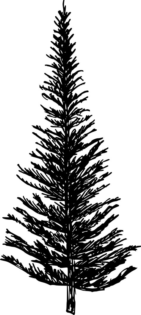 Pine Tree Drawing Transparent Background - naianecosta16