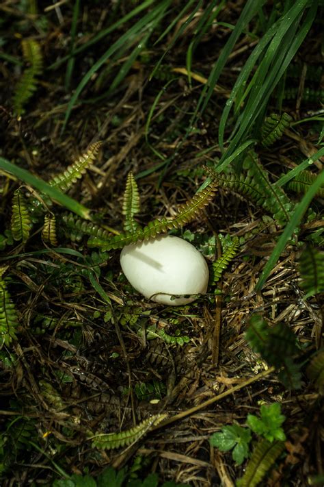 Watch your step! - Nelson Lakes. Any ID? : r/NewZealandWildlife