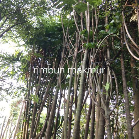 Jual pohon sukun 5-6 meter/pohon sukun besar - Kota Depok - Rimbun makmur | Tokopedia