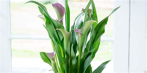 How To Care For An Indoor Calla Lily Plant