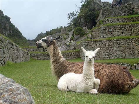 HD wallpaper: Llama, Peru, Sacred Valley, Machu Picchu, portrait, alpaca | Wallpaper Flare