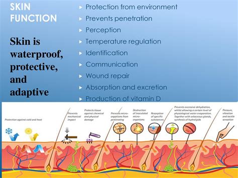 Skin | Definition, Structure And Functions Of Skin