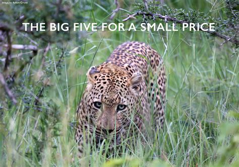 The Big Five for a Small Price - Africa Geographic