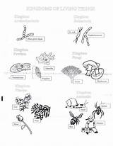 Biology Activity Coloring Pages sketch template