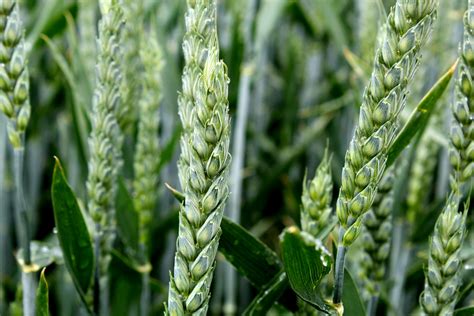 Free stock photo of macro, plant, wheat