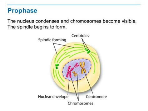 Telophase Labeled Diagram - Wiring Diagram Pictures