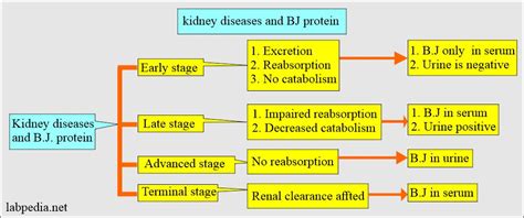 Bence-Jones Proteinuria (B.J. proteinuria) and Multiple Myeloma ...