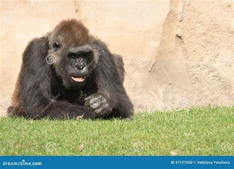 Male Silverback Gorilla, Single Mammal on Grass Stock Photo - Image of ...