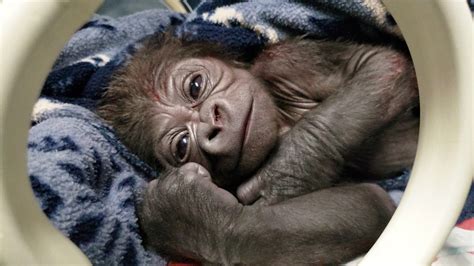 Baby male gorilla born at Franklin Park Zoo