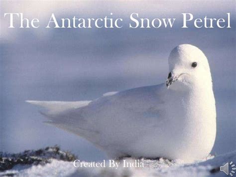 Antarctica snow petrel