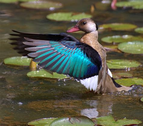 Birds of the World: Brazilian teal