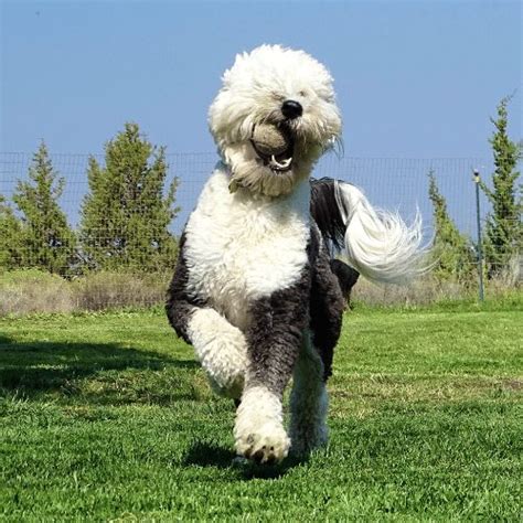 Sheepadoodle - A Smart and Loyal Doodle - SpiritDog Training