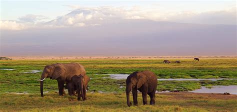 African Elephant Vs Lion