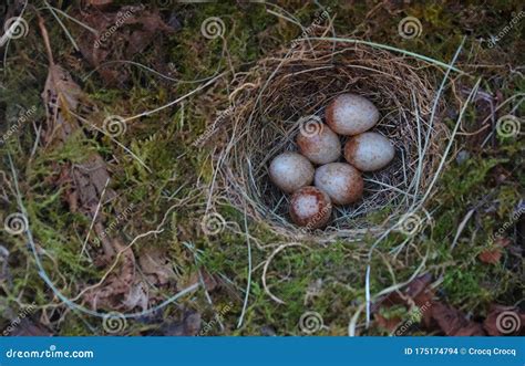 European Robin Erithacus Rubecula Nest with Six Small Eggs Shot in a Nest Box Stock Photo ...