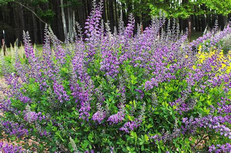 Happy New Year – More new plants….baptisia