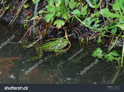 Water Frog Natural Habitat Stock Photo 142796839 - Shutterstock