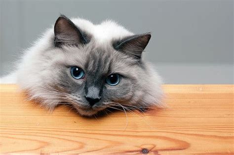 Ragdoll Cat Pet Insurance | Compare Plans and Prices