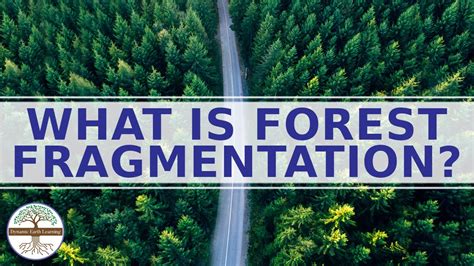 What is Forest Fragmentation? Environmental Science for Kids - YouTube