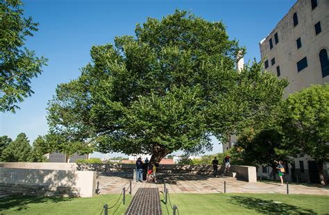 The Oklahoma City Survivor Tree | American Elm – SequoiaTrees.com