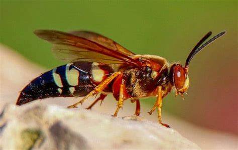 A Guide To Cicada Killer Wasps In NY & CT | Parkway Pest Services