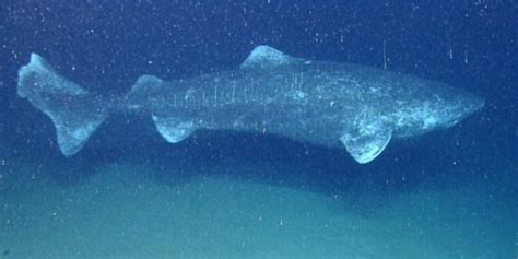 512-year-old Greenland shark may be the oldest living vertebrate on Earth