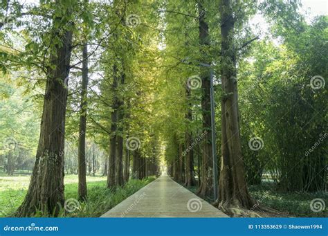 Straight path road in park stock image. Image of forest - 113353629