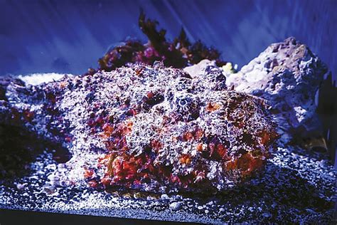 Reef Stonefish | Online Learning Center | Aquarium of the Pacific