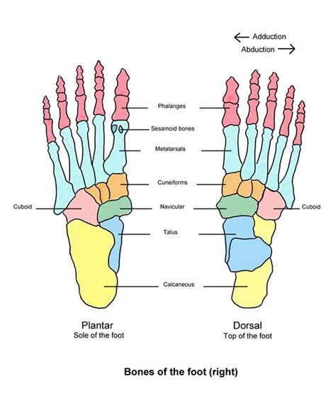 [DIAGRAM] Ankle Foot Bones Diagram - MYDIAGRAM.ONLINE