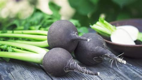 Black Radish: Properties, Benefits, Contraindications, Uses, How to take it - Dream sship