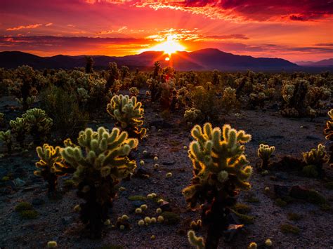 Joshua Tree Needling the Sun | Joshua Tree National Park, California | Lance B. Carter Photography