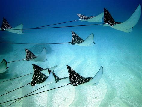 Fernando de Noronha Brazil Scuba Diving | Joe's Scuba Shack