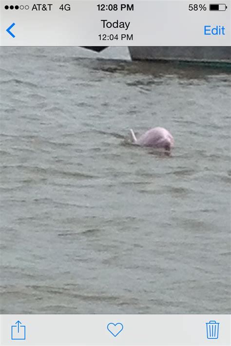 Rarely pink porpoise in Cameron louisiana Porpoise, Roxy, Louisiana, Badass, Pink, Pink Hair, Roses