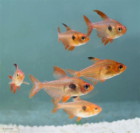 Red phantom tetras (Hyphessobrycon sweglesi) | Tetra Fishkeeper Blog