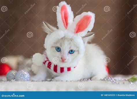 The Cat in Rabbit Ears. a Kitten in a Rabbit Costume Stock Image ...