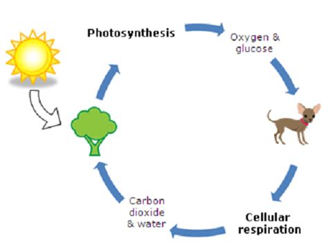 Similarities between Photosynthesis and Cellular Respiration - KnowsWhy.com