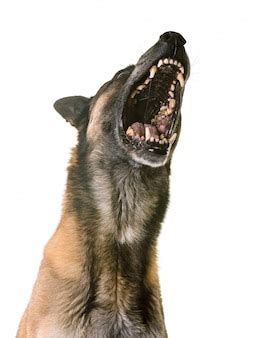 Premium Photo | Aggressive belgian shepherd malinois