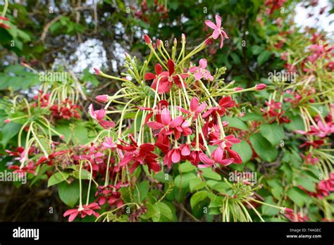 Rangoon Creeper or Chinese Honeysuckle (Combretum indicum) is an ornamental vine with red flower ...