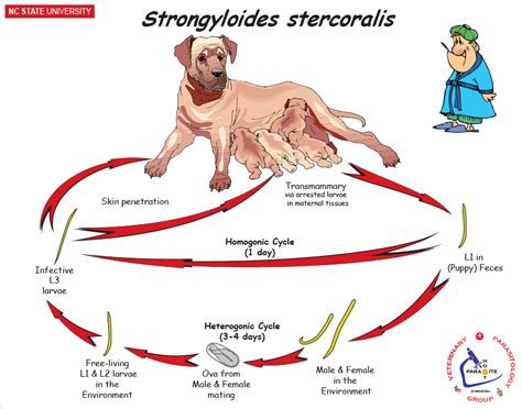 NCSU Veterinary Parasitology