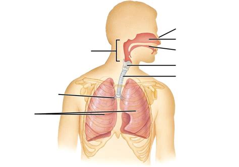 Respiration Organs Diagram | Quizlet