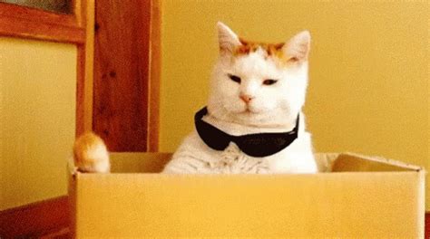 Cat Shades GIF - Cat Shades Sunglasses - Discover & Share GIFs | Funny ...