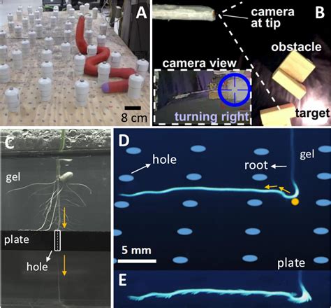 Biological and robotic models that explore environment. (A) A ...