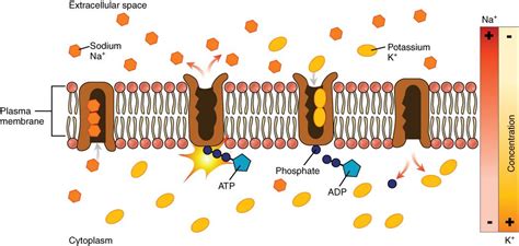 Vitamins and Minerals Involved In Fluid And Electrolyte Balance – Nutrition: Science and ...