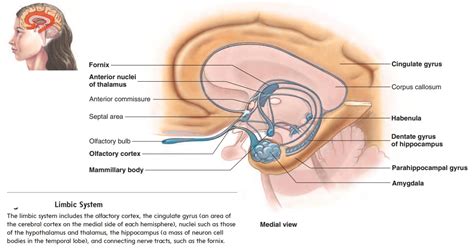 Limbic system and emotions - Brain Functions