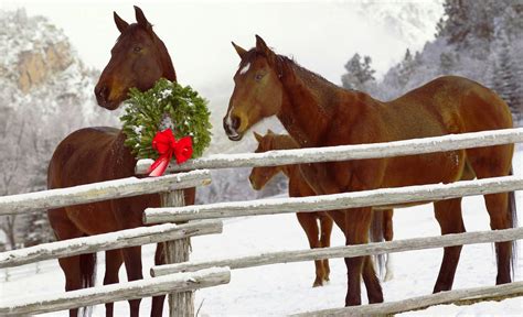 Christmas Horse Wallpaper Free - WallpaperSafari