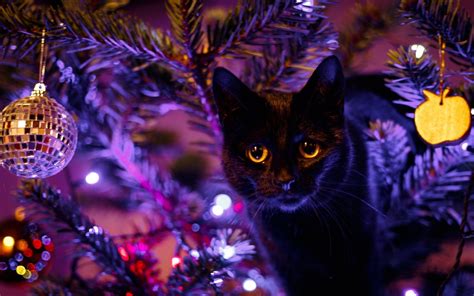 cat, Animals, Christmas, Christmas ornaments HD Wallpapers / Desktop and Mobile Images & Photos