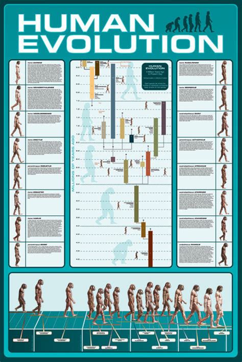 Poster HUMAN EVOLUTION | Wall Art, Gifts & Merchandise | Europosters